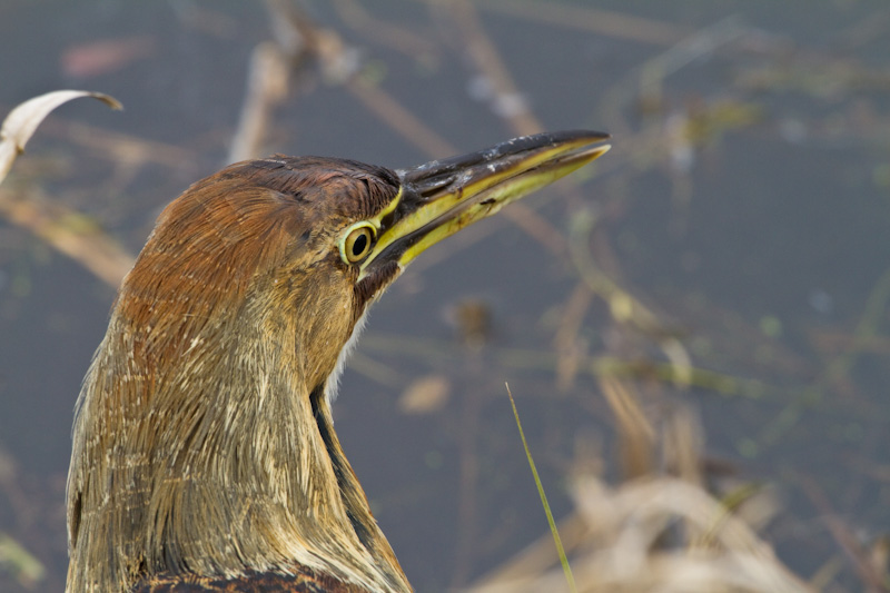 American Bittern